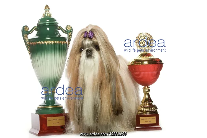 : Dog - Shih Tzu with prize winning cups in studio : Dog - Shih Tzu with prize winning cups in studio