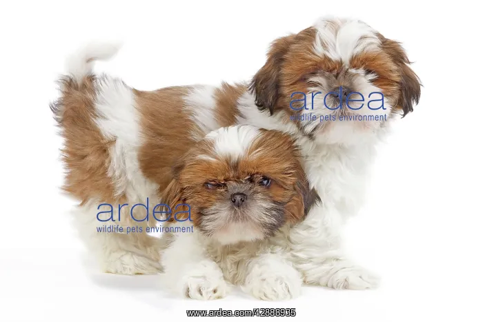 : Dog - Shih Tzu puppies in studio : Dog - Shih Tzu puppies in studio