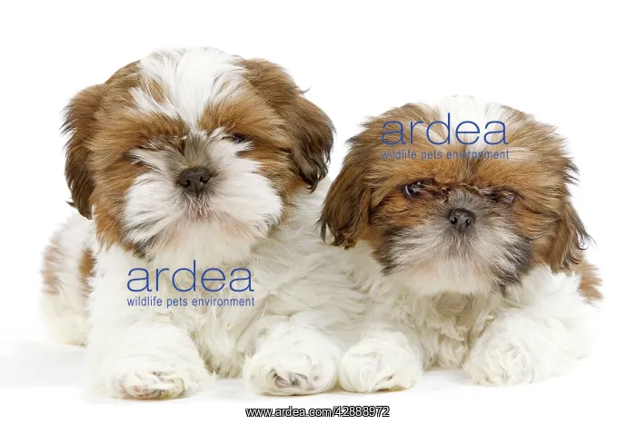 : Dog - Shih Tzu puppies in studio : Dog - Shih Tzu puppies in studio