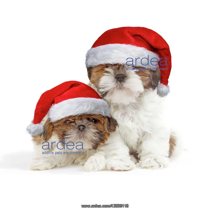  : Dog - Shih Tzu puppies wearing Christmas hats