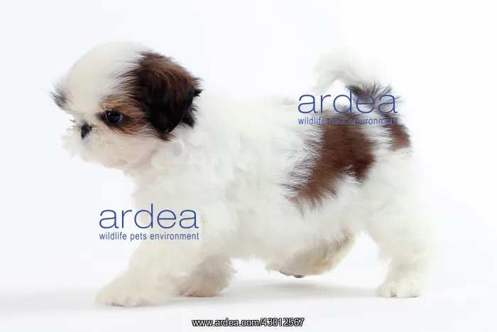  : Dog Shih Tzu puppy