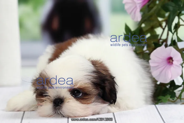  : Dog Shih Tzu puppy