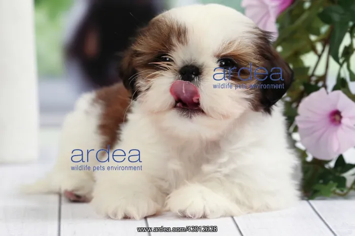  : Dog Shih Tzu puppy