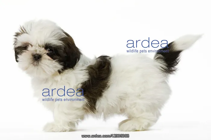: Dog - Shih Tzu puppy in studio : Dog - Shih Tzu puppy in studio