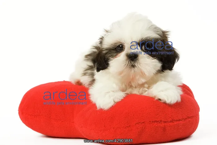 : Dog - Shih Tzu puppy in studio on heart cushion : Dog - Shih Tzu puppy in studio on heart cushion