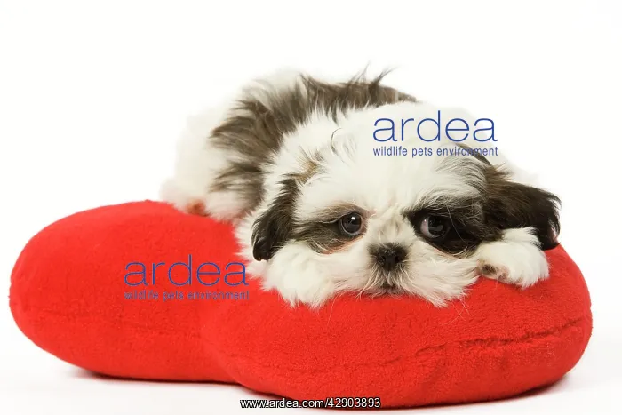  : Dog - Shih Tzu puppy in studio on heart cushion