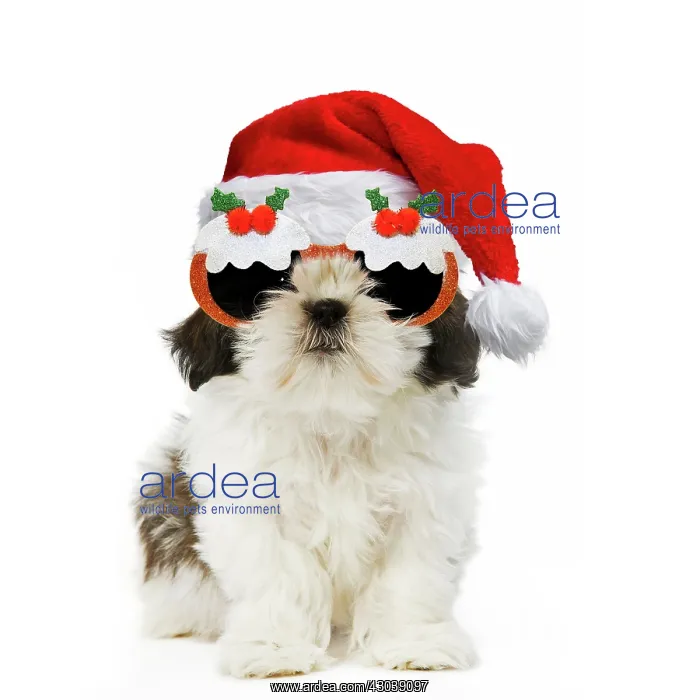  : Dog - Shih Tzu puppy wearing Christmas hat and