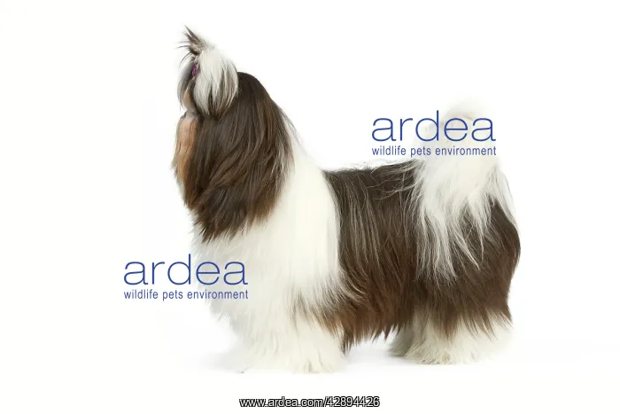 : Dog - Shih Tzu standing side on with bow in hair : Dog - Shih Tzu standing side on with bow in hair