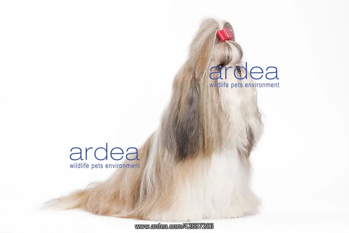 : Dog - Shih Tzu in studio : Dog - Shih Tzu in studio