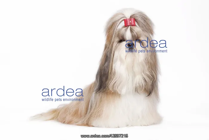 : Dog - Shih Tzu in studio : Dog - Shih Tzu in studio