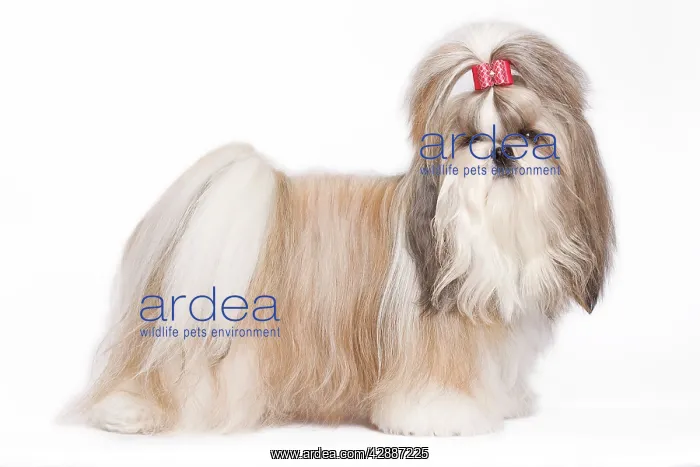 : Dog - Shih Tzu in studio : Dog - Shih Tzu in studio