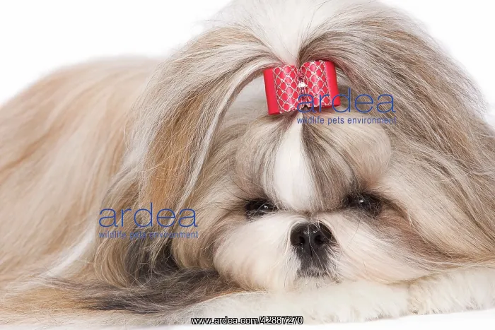 : Dog - Shih Tzu in studio : Dog - Shih Tzu in studio