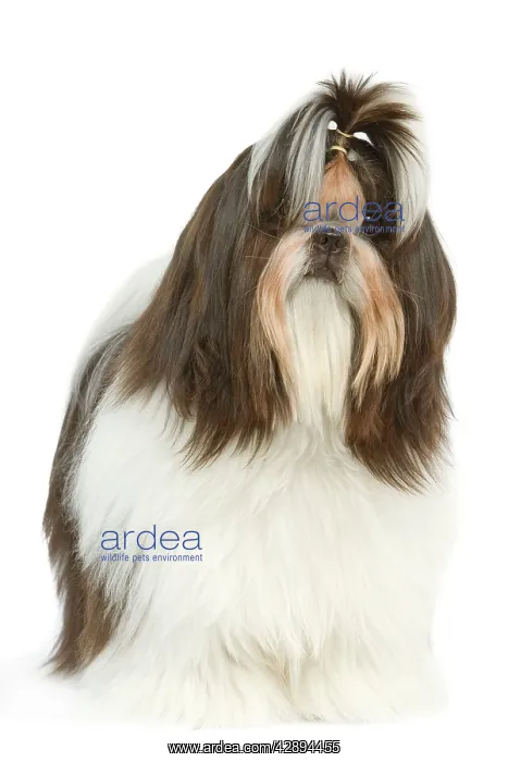 : Dog - Shih Tzu in studio : Dog - Shih Tzu in studio