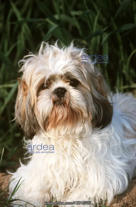 : DOG - SHIH-TZU Tibetan Dog, in grass : DOG - SHIH-TZU Tibetan Dog, in grass