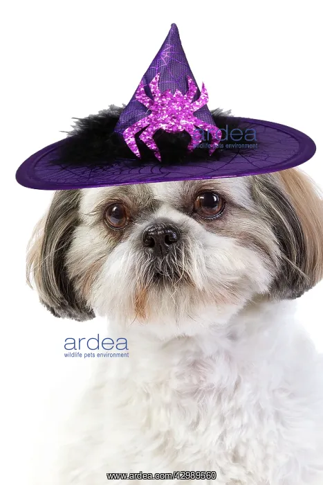 : Dog - Shih Tzu wearing witches hat : Dog - Shih Tzu wearing witches hat