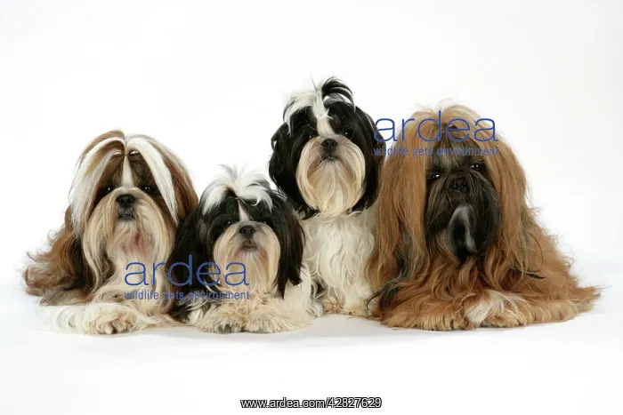 : Dog - Shih-tzus - Lying down together : Dog - Shih-tzus - Lying down together