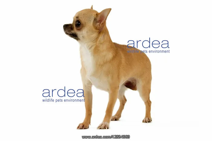  : Dog - Short-Haired Chihuahua