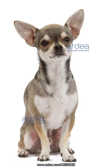  : Dog - Short-haired Chihuahua