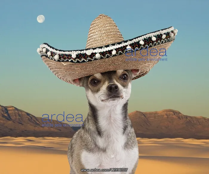 : Dog - Short-haired Chihuahua : Dog - Short-haired Chihuahua