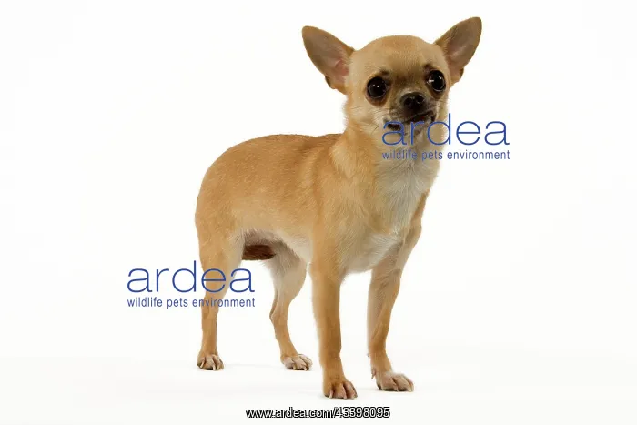  : Dog - Short-Haired Chihuahua
