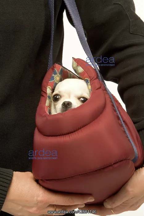 : Dog - short-haired chihuahua being carried in dog carrier : Dog - short-haired chihuahua being carried in dog carrier