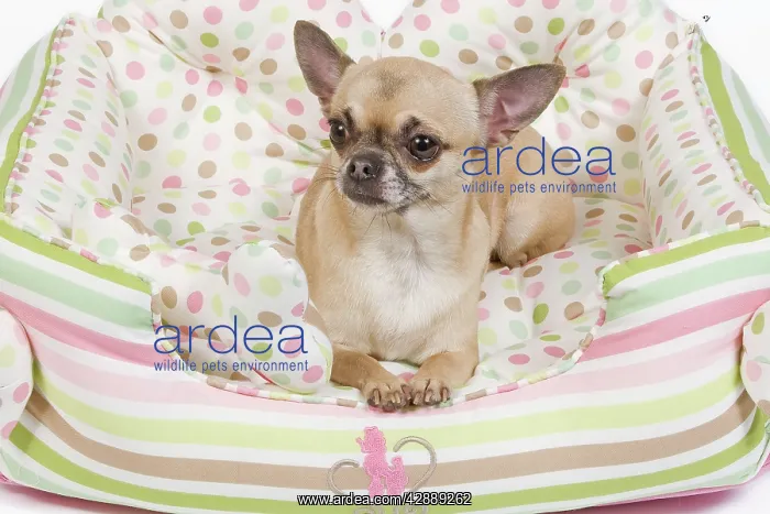  : Dog - short-haired chihuahua in dog bed
