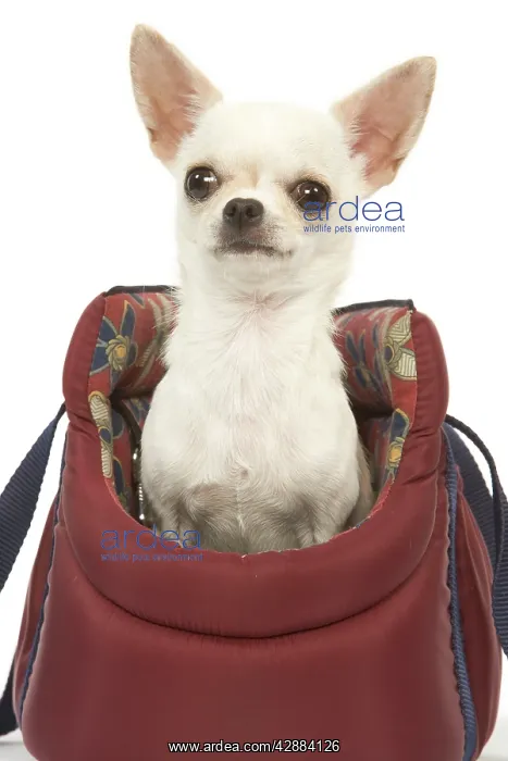 : Dog - short-haired chihuahua in dog carrier : Dog - short-haired chihuahua in dog carrier
