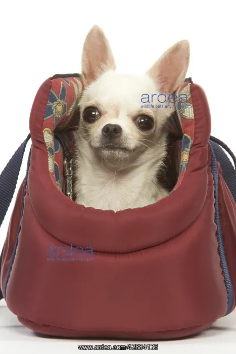 : Dog - short-haired chihuahua in dog carrier : Dog - short-haired chihuahua in dog carrier