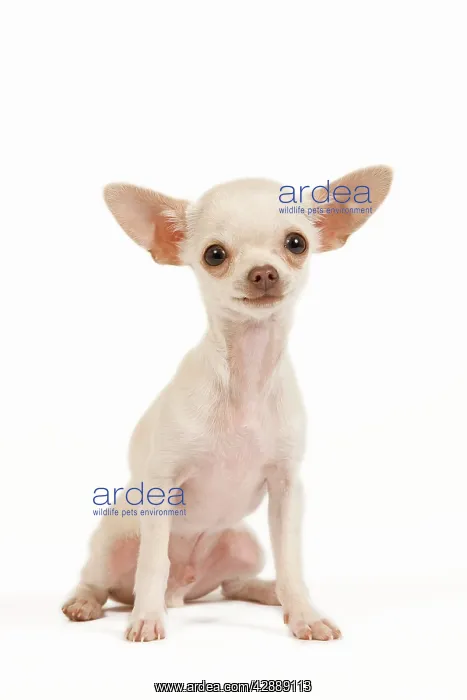 : Dog - short-haired chihuahua in studio