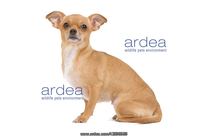  : Dog - short-haired Chihuahua in studio