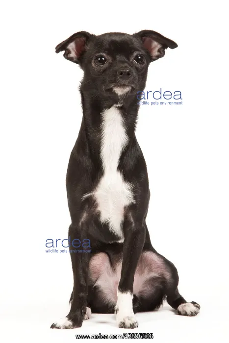 : Dog - short-haired Chihuahua in studio - 9 month old puppy : Dog - short-haired Chihuahua in studio - 9 month old puppy