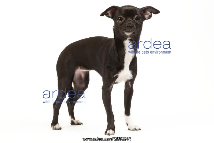 : Dog - short-haired Chihuahua in studio - 9 month old puppy : Dog - short-haired Chihuahua in studio - 9 month old puppy