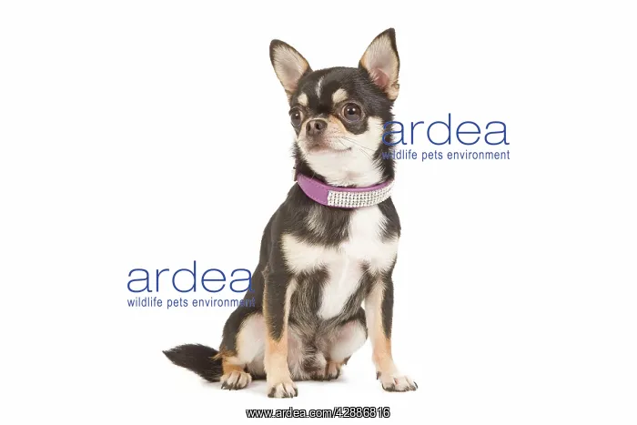 : Dog - short-haired chihuahua in studio with diamante collar : Dog - short-haired chihuahua in studio with diamante collar