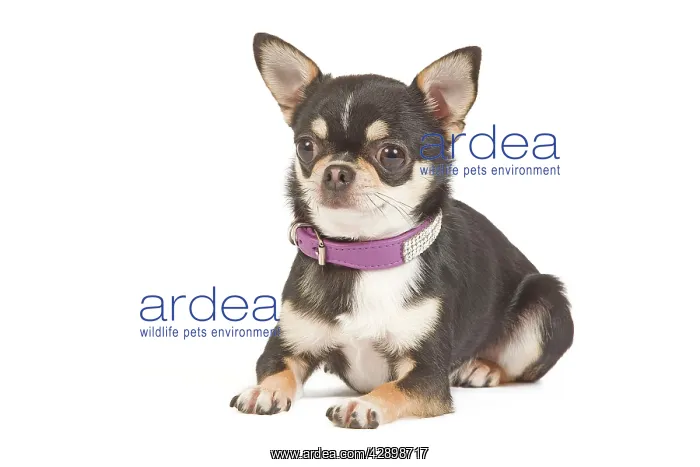 : Dog - short-haired chihuahua in studio with diamante collar : Dog - short-haired chihuahua in studio with diamante collar