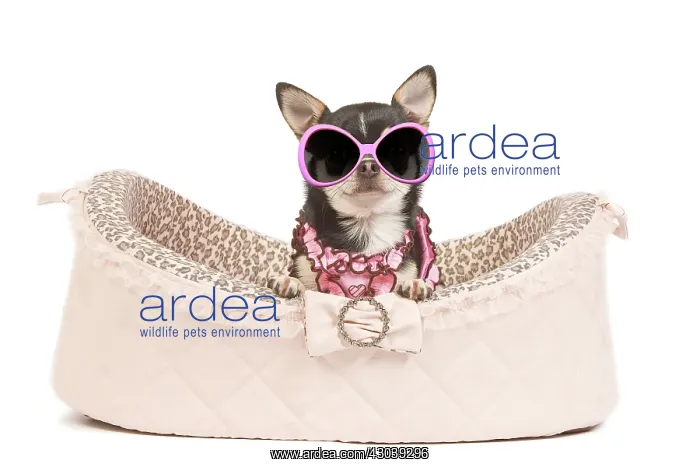 : Dog - short-haired chihuahua in studio in dog : Dog - short-haired chihuahua in studio in dog