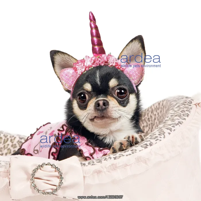: Dog - short-haired chihuahua in studio in dog : Dog - short-haired chihuahua in studio in dog