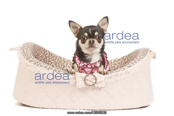 : Dog - short-haired chihuahua in studio in dog bed : Dog - short-haired chihuahua in studio in dog bed