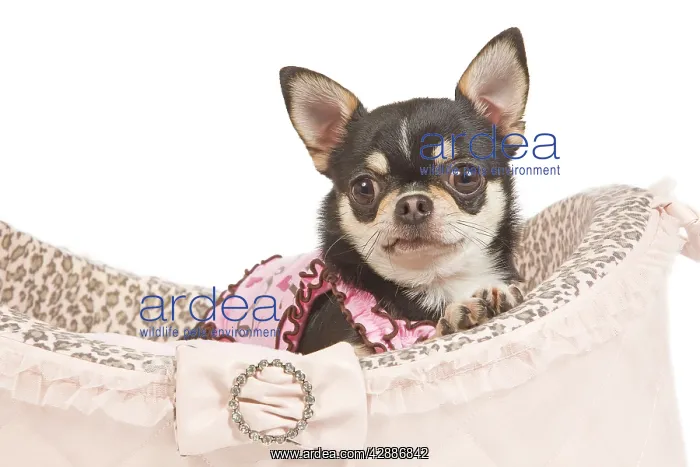 : Dog - short-haired chihuahua in studio in dog bed : Dog - short-haired chihuahua in studio in dog bed