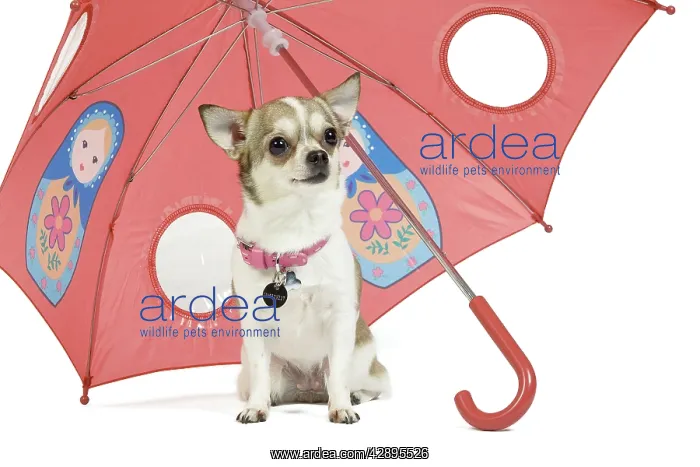 : Dog - short-haired Chihuahua in studio - sitting : Dog - short-haired Chihuahua in studio - sitting