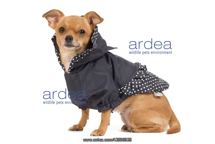 : Dog - short-haired chihuahua in studio wearing dog jacket : Dog - short-haired chihuahua in studio wearing dog jacket