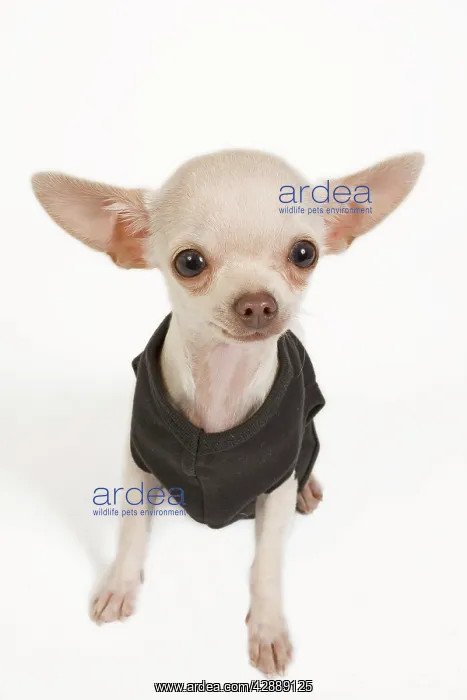 : Dog - short-haired chihuahua in studio wearing t-shirt : Dog - short-haired chihuahua in studio wearing t-shirt