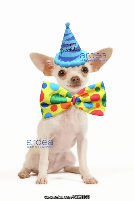 : Dog - short-haired chihuahua wearing Happy Birthday party hat : Dog - short-haired chihuahua wearing Happy Birthday party hat