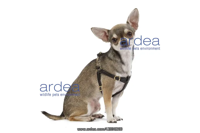 : Dog - Short-haired Chihuahua wearing harness : Dog - Short-haired Chihuahua wearing harness