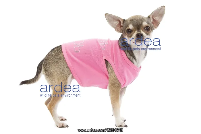 : Dog - Short-haired Chihuahua wearing pink t-shirt : Dog - Short-haired Chihuahua wearing pink t-shirt