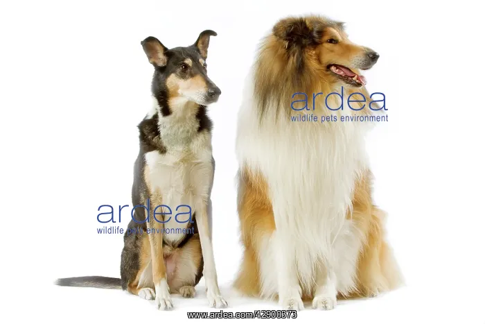 : Dog - Short-haired Collie & long-haired Collie in studio : Dog - Short-haired Collie & long-haired Collie in studio