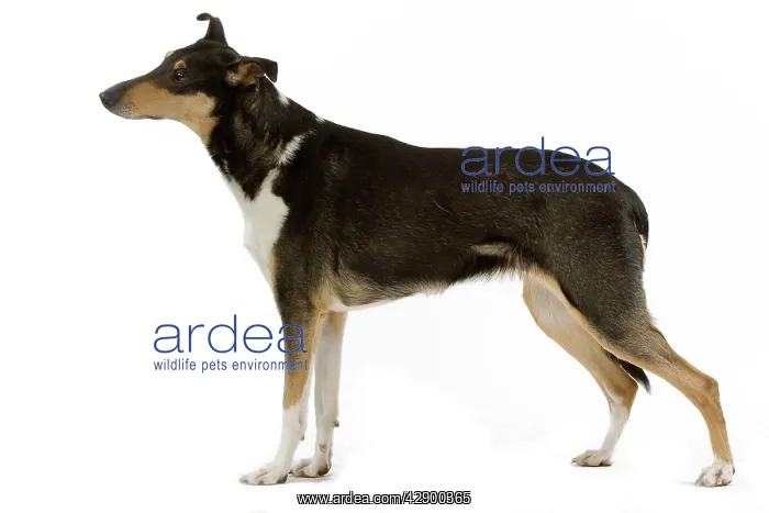  : Dog - Short-haired Collie in studio