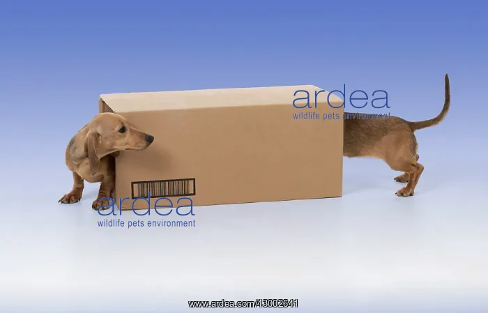 : DOG - Short haired Dachshund : DOG - Short haired Dachshund