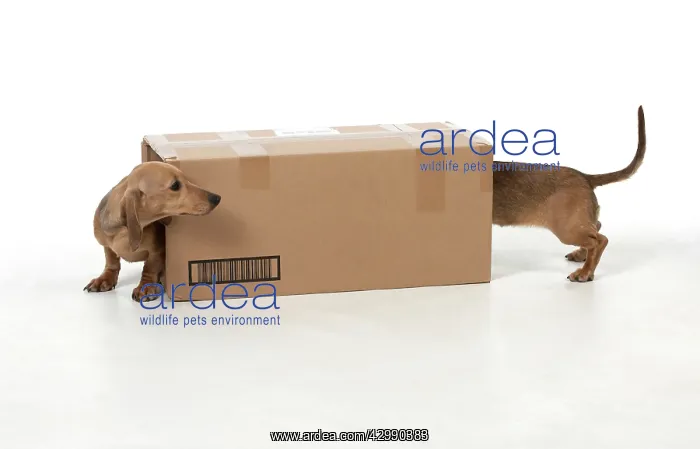 : DOG - Short haired dachshund in cardboard box : DOG - Short haired dachshund in cardboard box