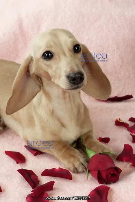  : DOG - Short haired dachsund laying in rose petals