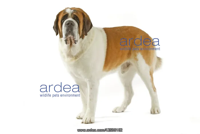  : Dog - Short-haired St Bernard